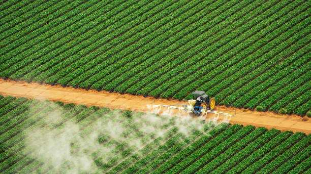 Best Termite Control Services  in Rich Hill, MO