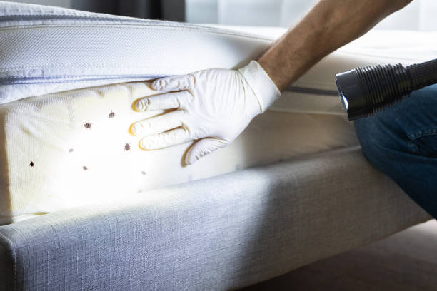 Trusted Rich Hill, MO Pest Control Experts