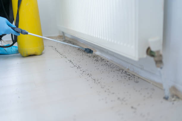 Best Affordable Pest Control Services  in Rich Hill, MO